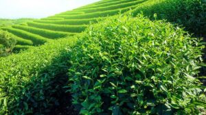 قیمت چای