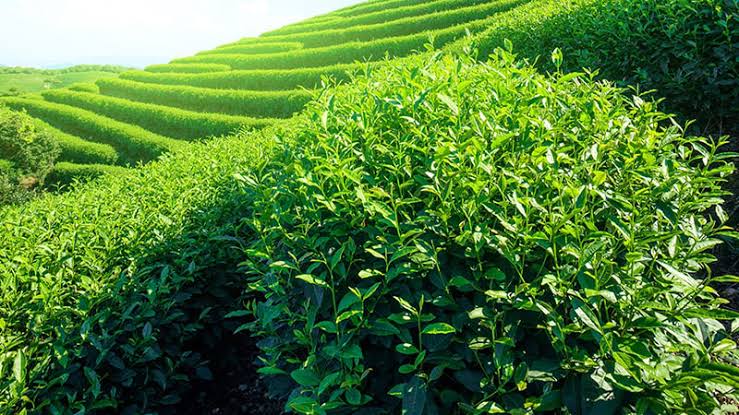 قیمت چای